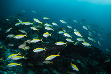 Fototapeta na wymiar Schooling fish in deep blue ocean. School of fish swimming in blue ocean among coral reef