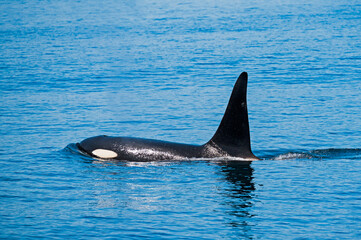 北海道羅臼沖のシャチ(Killer Whale)