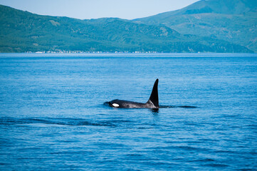 Obraz premium 北海道羅臼沖のシャチと知床半島羅臼の街
