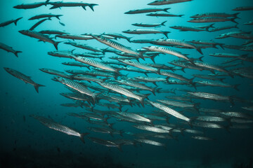 Fototapeta na wymiar Schooling fish in deep blue ocean. School of barracuda swimming in blue ocean , plain blue background