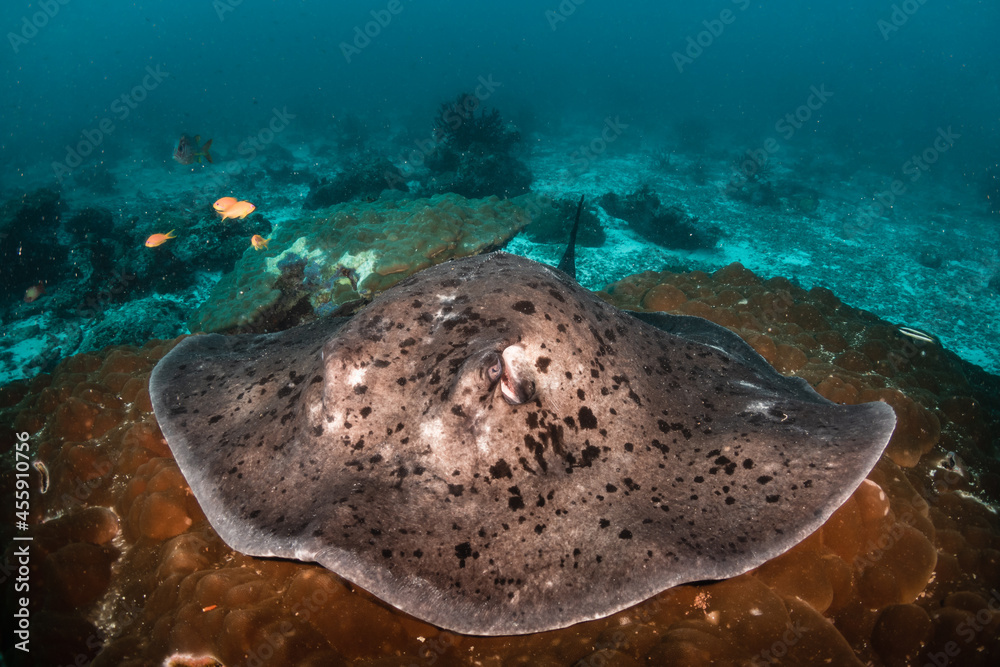 Wall mural Underwater shot of a huge stingray resting peacefully among coral reef