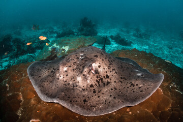 Fototapeta na wymiar Underwater shot of a huge stingray resting peacefully among coral reef
