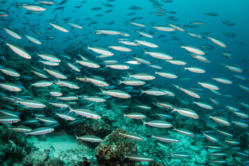 Fototapeta na wymiar Schooling fish in deep blue ocean. School of fish swimming in blue ocean among coral reef