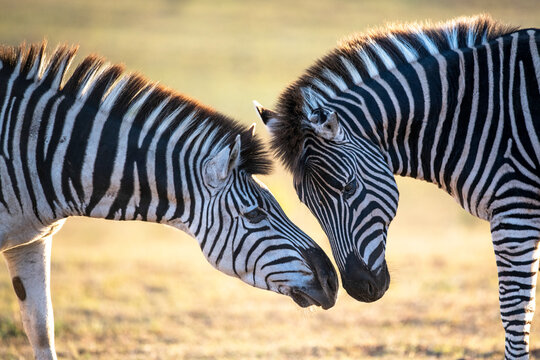 Burchell's Zebra's greeting one another by nuzzling