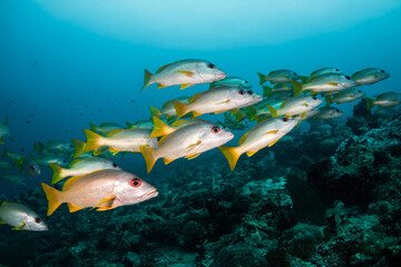 Fototapeta na wymiar Schooling fish in deep blue ocean. School of snappers swimming in blue ocean among coral reef