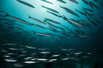 Fototapeta na wymiar Schooling fish in deep blue ocean. School of barracuda swimming in blue ocean , plain blue background