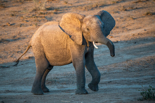 African Elephant bull showing cautious threat behaviour