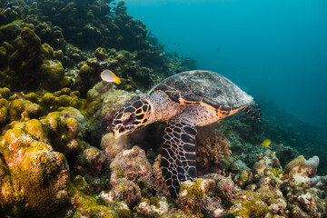Obraz na płótnie Canvas Turtle swimming among colorful coral reef in the wild