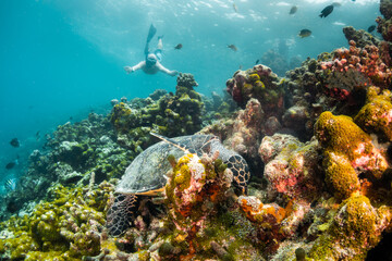 Naklejka na ściany i meble Turtle swimming among colorful coral reef in the wild with diver swimming nearby