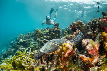 Fototapeta na wymiar Turtle swimming among colorful coral reef in the wild with diver swimming nearby