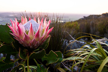 King Protea at Dawn on the Mountain