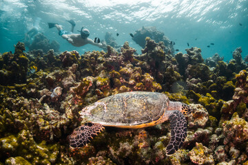 Turtle relaxing among coral reef in the wild with divers and snorkelers observing and swimming nearby