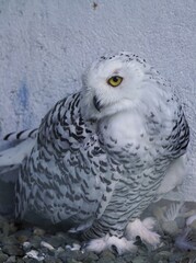 可愛いシロシロフクロウ