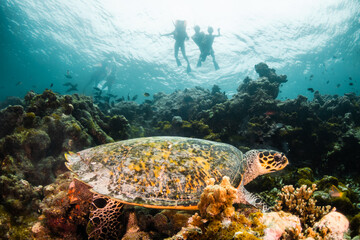 Turtle relaxing among coral reef in the wild with divers and snorkelers observing and swimming nearby