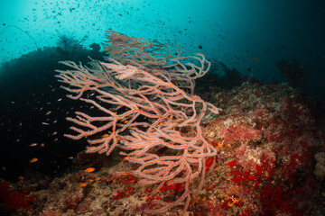 Beautiful and colorful gorgonian sea fan in deep blue ocean among colorful coral reef ecosystem