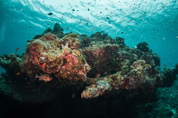 Colorful and lively coral reef system, with healthy corals and schools of bait fish