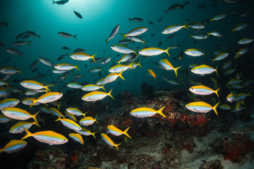 Naklejka na ściany i meble Schooling fish underwater, surrounding a vibrant and colorful coral reef ecosytem in deep blue ocean
