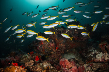 Fototapeta na wymiar Schooling fish underwater, surrounding a vibrant and colorful coral reef ecosytem in deep blue ocean