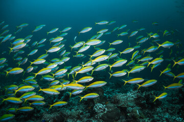 Schooling fish underwater, surrounding a vibrant and colorful coral reef ecosytem in deep blue ocean