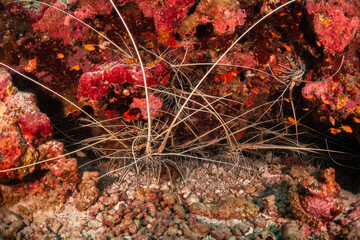 Underwater shot of lobsters gathered together underneath a coral formation in deep blue water