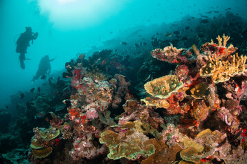 Obraz na płótnie Canvas Scuba divers enjoying a vibrant and colorful coral reef in deep blue ocean