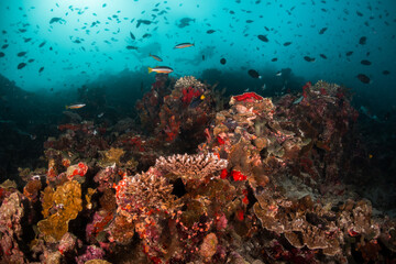 Scuba divers swimming over colorful coral reef ecosystem and mesmerized by the beauty of the underwater world