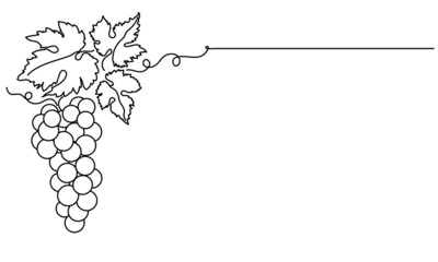 Bunches of grapes and leaves. Vine. Vector line drawing on white or transparent background - obrazy, fototapety, plakaty