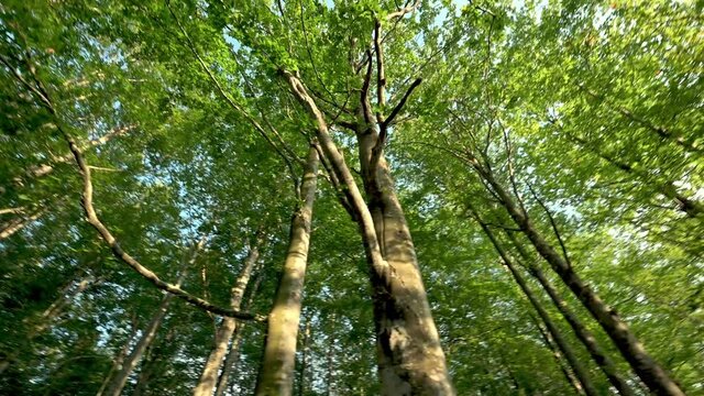 Foresta in 4k 