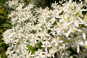 Fragrant flowers of Clematis flammula or clematis Manchurian