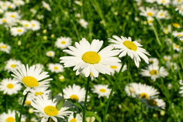 Fototapeta premium Blooming Chamomile, Camomile Flowers, Chamomilla or Matricaria Recutita