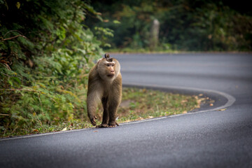 Macaca leonina monkey in khao yai national park walking in the road corner