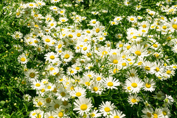 Blooming Chamomile, Camomile Flowers, Chamomilla or Matricaria Recutita