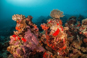 Colorful coral reef ecosystem, surrounded by tropical fish in clear blue water