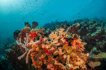 Fototapeta na wymiar Colorful coral reef ecosystem, surrounded by tropical fish in clear blue water