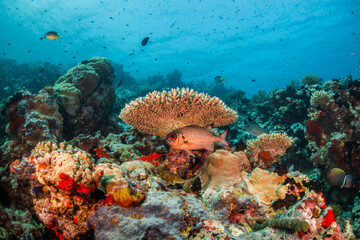 Colorful coral reef ecosystem, surrounded by tropical fish in clear blue water