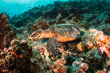 Naklejka na ściany i meble Turtle underwater feeding on coral in the wild