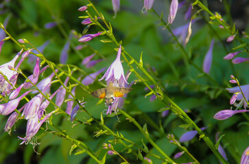 butterfly on a flower