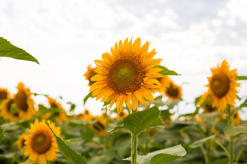 Obraz premium Sunflower blooming, flower natural background. Harvest time agriculture farming oil production.