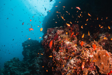 Fototapeta na wymiar Colorful coral reef in crystal clear blue ocean surrounded by colorful schooling fish and tropical marine life