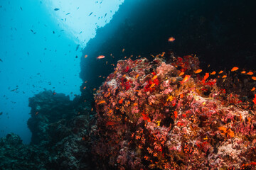 Fototapeta na wymiar Colorful coral reef in crystal clear blue ocean surrounded by colorful schooling fish and tropical marine life