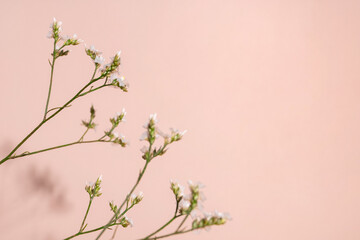 Little white flower, detail of a Gipsofila flower on pink background with copy space for your design, light and dark shadows