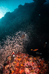 Underwater shot of schooling fish among colorful coral reef in clear blue water