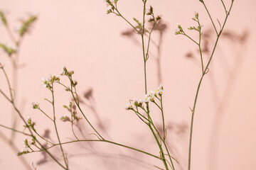 Little white flower, detail of a Gipsofila flower on pink background with copy space for your design, light and dark shadows