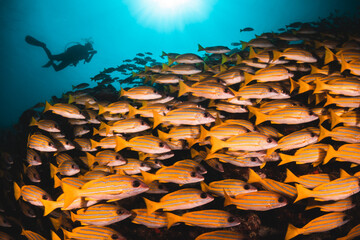 Underwater shot of schooling fish among colorful coral reef in clear blue water