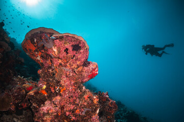 Fototapeta na wymiar Underwater image of scuba diver among colorful coral reef in beautiful clear blue ocean