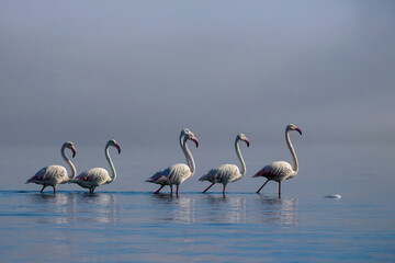 Close up of beautiful African flamingos that are standing in still water with reflection.