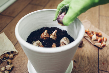 Gardener planting bulbs in pot at home. Narcissus, hyacinth bulbs growing. Autumn gardening