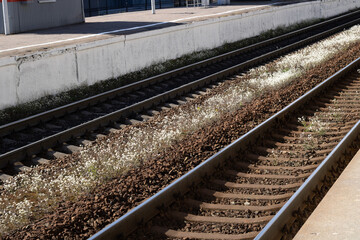 Flowers on the railway tracks