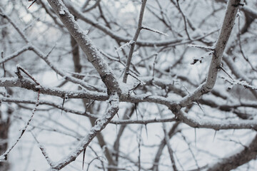 winter. tree branches in the snow