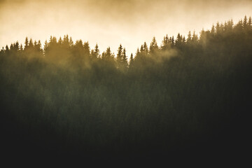 Misty evening in Carpathians